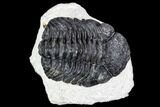Bargain, Pedinopariops Trilobite - Mrakib, Morocco #110681-1